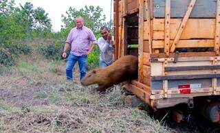 Capivara pula de caminhão em Parque Natural Municipal do Pombo, na região de Três Lagoas (Foto: Divulgação)