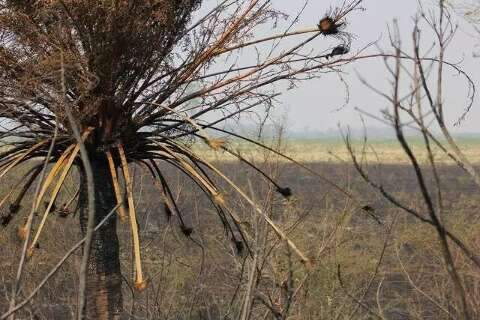 Mudança climática integra os "4 Cavaleiros do Apocalipse", compara secretário