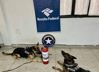 Cães farejadores que encontraram o skank em extintor de incêndio. (Foto: Receita Federal)