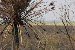 Vegetação queimada nas margens da BR-262, em Corumbá. (Foto: Arquivo/Campo Grande News) 