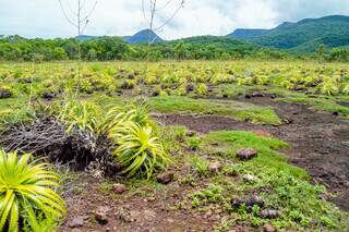 Paisagem Modelo do Pantanal onde rochas com 70 milhões de anos foram encontradas (Foto: Divulgação/Ecoa)