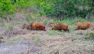 Grupo de capivaras caminham em Parque Natural Municipal do Pombo, na região de Três Lagoas (Foto: Divulgação)