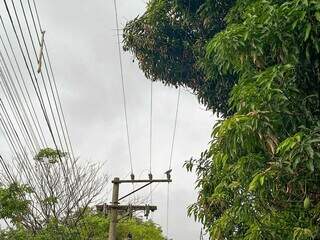 Galhos das árvores estão próximos aos fios da rede elétrica. (Foto: Marcos Maluf)