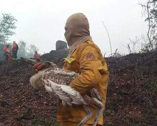 Fiilhote de tuiuiú é resgatado por brigadista. (Foto: Viviane Amorim Secom/MMA)