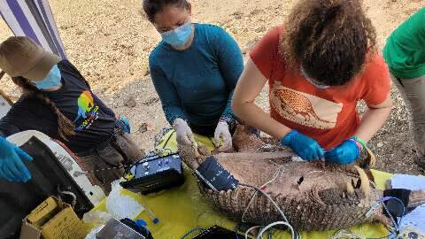 Pesquisadores capturam maior tatu-canastra da história no Pantanal 