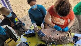 Pesquisadoras monitoram animal, enquanto fazem coleta de sêmen para estudos reprodutivos da espécie (Foto: ICAS)