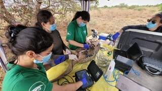 Pesquisadores capturam maior tatu-canastra da hist&oacute;ria no Pantanal 