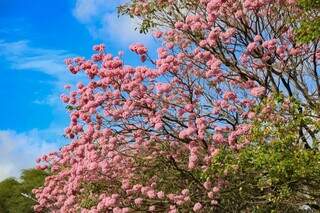 Ipê rosa no Parque das Nações Indígenas, em Campo Grande (Foto: Arquivo/Campo Grande News)