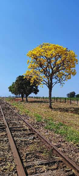 Campo Grande News