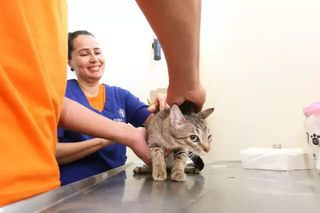 Gato é examinado por equipe durante mutirão da Subea. (Foto: Reprodução/PMCG)