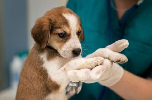 Campanha estadual incentiva castra&ccedil;&atilde;o animal no &quot;Outubro Rosa Pet&quot;