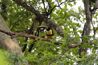 Um araçari-castanho, fotografado por Filipe Pacetta durante o Global Big Day (Foto: Simone Mamede)