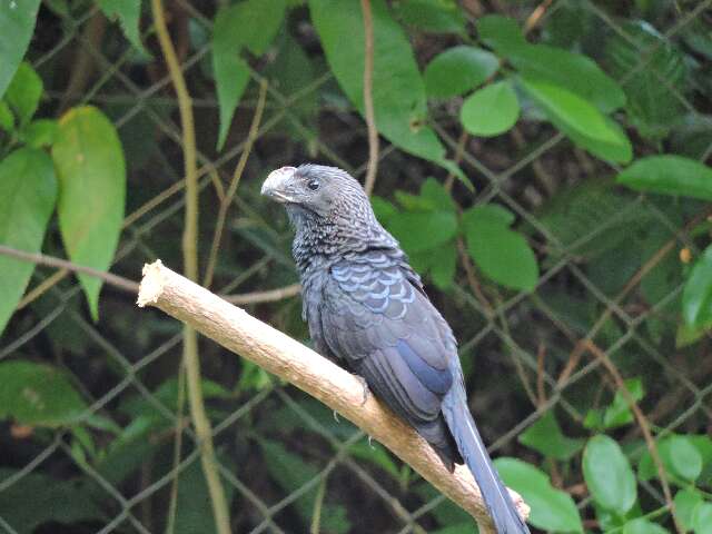 Dentro da cidade, trilha tem imers&atilde;o na natureza e observa&ccedil;&atilde;o de aves