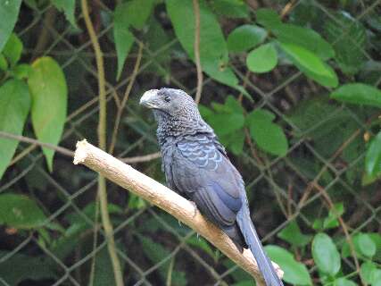 Dentro da cidade, trilha tem imersão na natureza e observação de aves