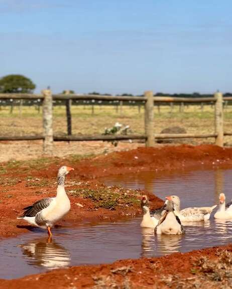 Campo Grande News