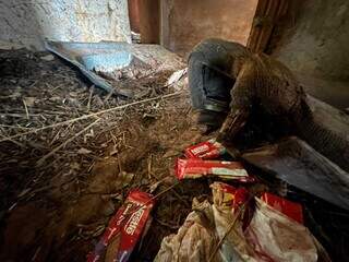 Pacotes de bolacha ficaram na casa coberta pela lama e galhos. (Foto: Marcos Maluf)