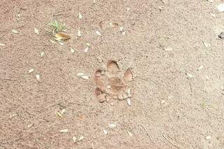 Marca de pata deixada por animal, próximo ao prédio da SES, nesta sexta-feira (25). (Foto: Direto das Ruas)