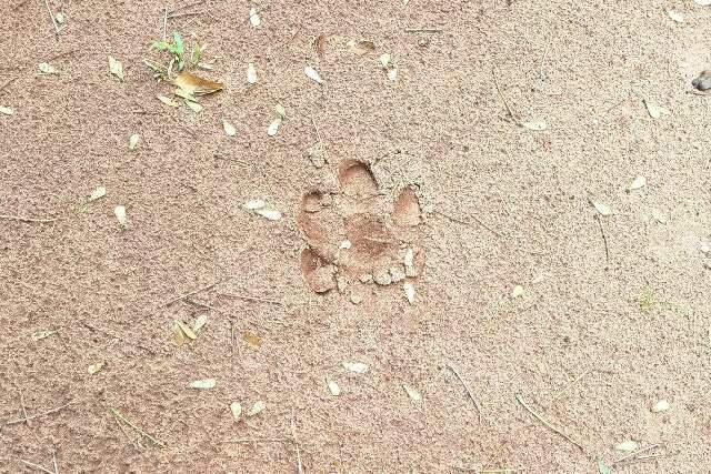 On&ccedil;a no Parque dos Poderes? Servidores registram marcas 