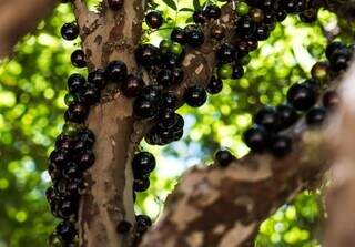 A jabuticaba é rica em substâncias antioxidantes e vitaminas