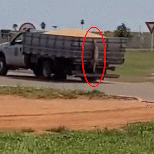 Jacaré é capturado em pátio de cooperativa e amarrado na carroceira de veículo