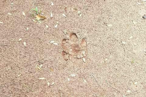 Onça no Parque dos Poderes? Servidores registram marcas 