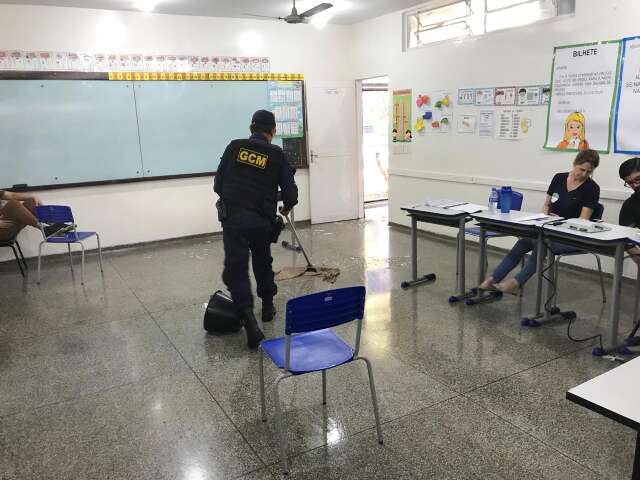 Formigas sa&uacute;vas invadem e &quot;fecham&quot; se&ccedil;&atilde;o eleitoral