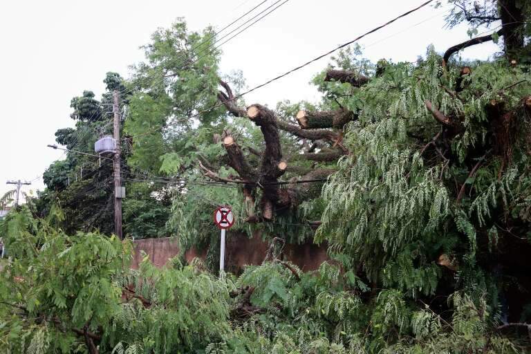 Campo Grande News