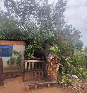 Árvore caiu e destruiu dois cômodos de residência no Centro de Santa Rita do Pardo (Foto: Divulgação/Corpo de Bombeiros Militar)