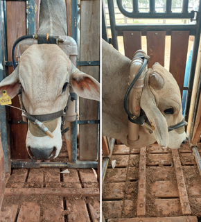 Sensores instalados medem níveis de metano produzido pelo arroto, responsável por 95% dos gases. (Foto: Divulgação/Embrapa)