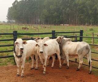 Bovinos na Embrapa Gado de Corte, em Campo Grande (MS), com medidores e sensores para monitorar emissão de carbono. (Foto: Divulgação/Embrapa)