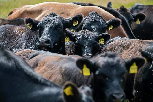 Tempo quente e úmido potencializa infestações de moscas-dos-chifres