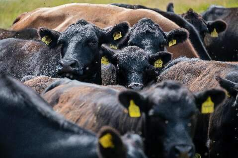 Tempo quente e &uacute;mido potencializa infesta&ccedil;&otilde;es de moscas-dos-chifres