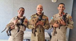 Soldado Francisco, com cadela Kiara, sargento Kalunga com Cristal e soldado Humberto com Ákila (Foto: CBMMS)