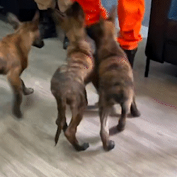 Família cresce e filhotes da bombeira Laika são entregues até para o RJ