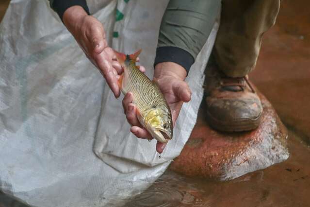 Com pesca proibida h&aacute; 5 anos, dourado ser&aacute; pesquisado em rios de MS