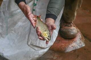 Dourado jovem resgatado durante operação que realocou peixes que estavam no Rio da Prata, este ano (Foto: Marcos Maluf/Arquivo)