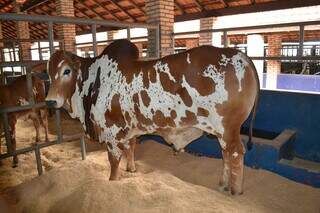 Nelore pintado, animal com pelagem diferenciada, também presente na Expogenética