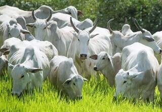 Rebanho bovino da raça nelore criado a pasto em propriedade rural. (Foto: Arquivo/Lado Rural)