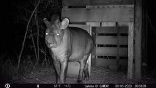 Anta Luzia, monitorada pela equipe do projeto em outro bioma, saindo de uma armadilha de caixa para captura (Foto: Incab)