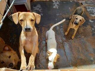 Cães que foram resgatados das ruas de Campo Grande e que são atendidos pelo projeto Mi Pets (Foto: Direto das Ruas)