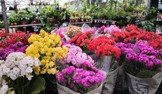 Flores comercializadas em floricultura (Foto: Divulgação Procon)