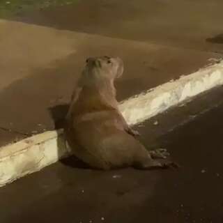 Capivara é encontrada agonizando após ser atropelada na Afonso Pena