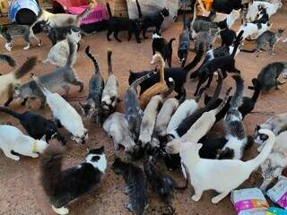 Gatos resgatados pelo projeto Mi Pets que vivem no abrigo do bairro Pioneiros, em Campo Grande (Foto: Direto das Ruas)