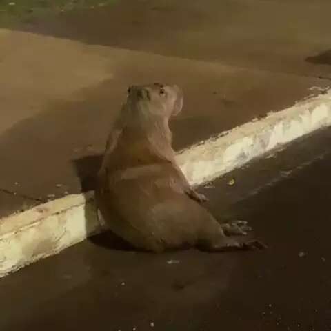 Capivara &eacute; encontrada agonizando ap&oacute;s ser atropelada na Afonso Pena