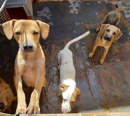 Sem verba, projeto que abriga 500 c&atilde;es e gatos na Capital corre risco de fechar 