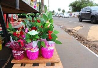 Vasos de plantas expostos para venda em frente ao Cemitério Santo Amaro (Foto: Osmar Veiga)