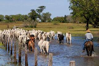 Comitiva conduz boiada por área alagada no Pantanal; região tem 20% do rebanho bovino de MS. (Foto: Divulgação/Famasul)