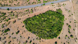 Imagem área do Cerrado na região Centro-Oeste. (Foto: Moisés Muálem/WWF)