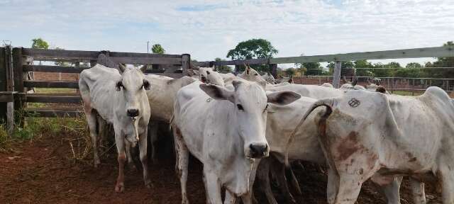 Fazendeiro &eacute; preso com 34 cabe&ccedil;as de gado furtadas e remarcadas 