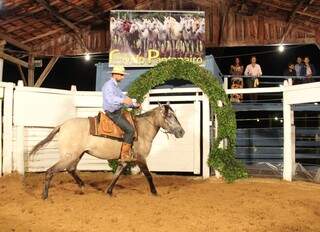 Cavalo pantaneiro participa de demonstração durante Feapan passada; raça é conhecida pela rusticidade, resistência e versatilidade. (Foto: Divulgação)